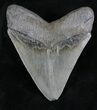 Glossy, Serrated Megalodon Tooth - Georgia #28278-2